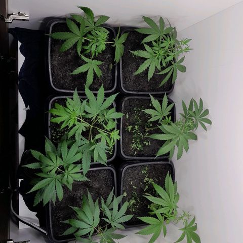 Prenseed  growlog timeline photo