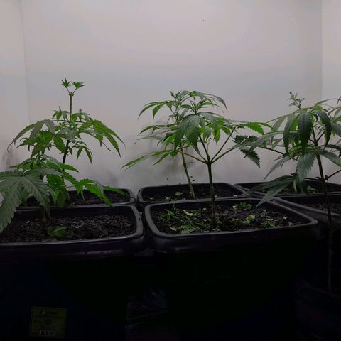 Prenseed  growlog timeline photo