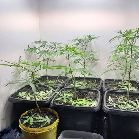 Prenseed  growlog timeline photo