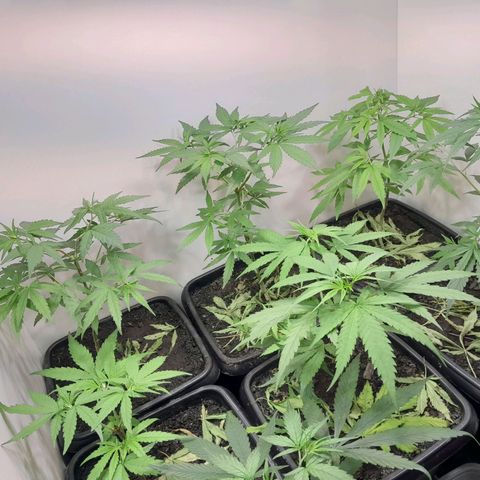 Prenseed  growlog timeline photo