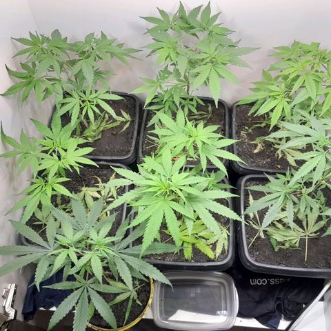 Prenseed  growlog timeline photo