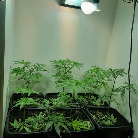 Prenseed  growlog timeline photo
