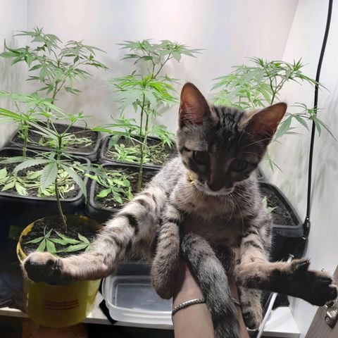 Prenseed  growlog timeline photo