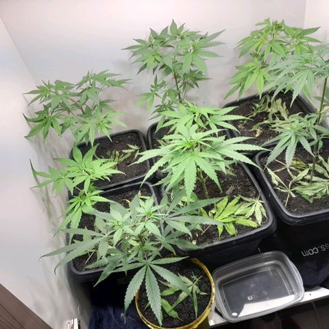 Prenseed  growlog timeline photo