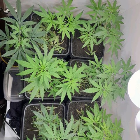 Prenseed  growlog timeline photo