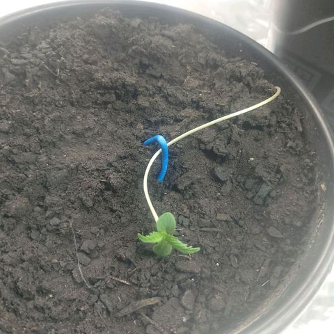 Pren  growlog timeline photo