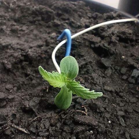 Pren  growlog timeline photo