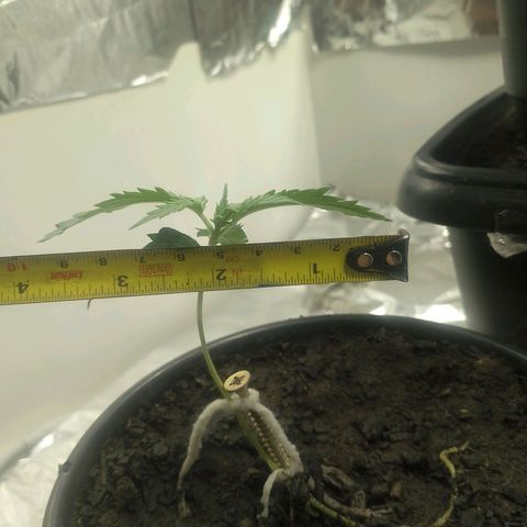Pren  growlog timeline photo