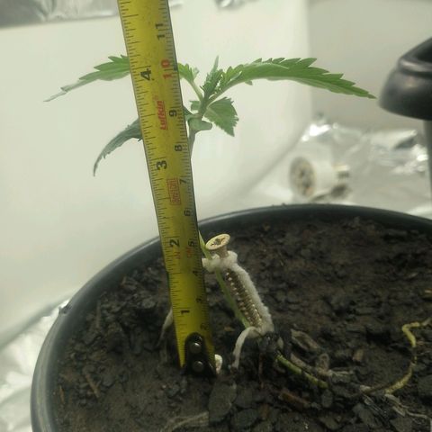 Pren  growlog timeline photo