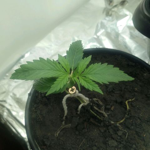 Pren  growlog timeline photo