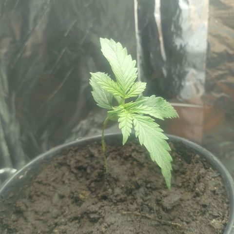 Pren  growlog timeline photo