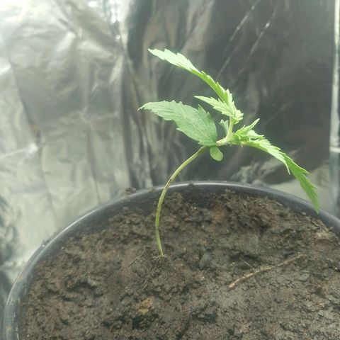 Pren  growlog timeline photo
