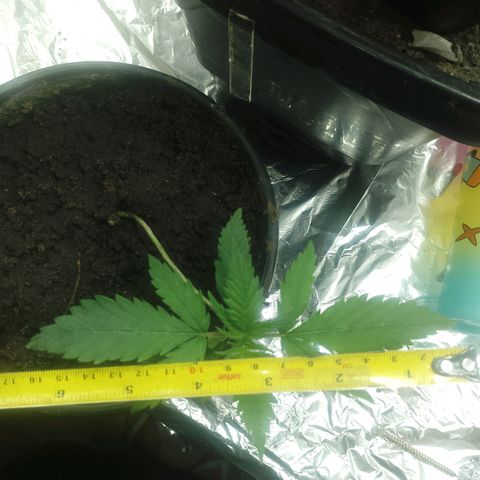 Pren  growlog timeline photo