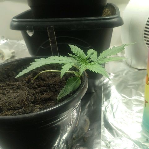 Pren  growlog timeline photo