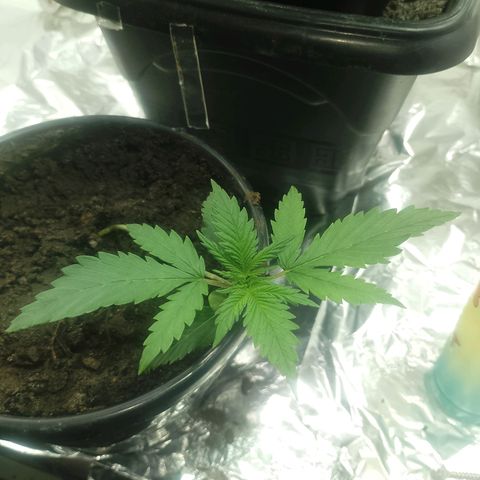 Pren  growlog timeline photo
