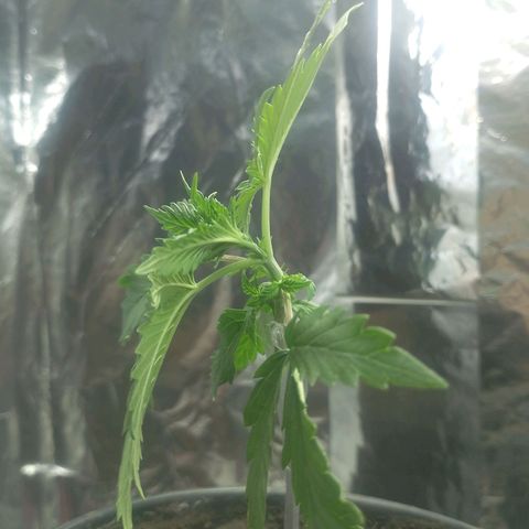 Pren  growlog timeline photo