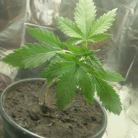 Pren  growlog timeline photo