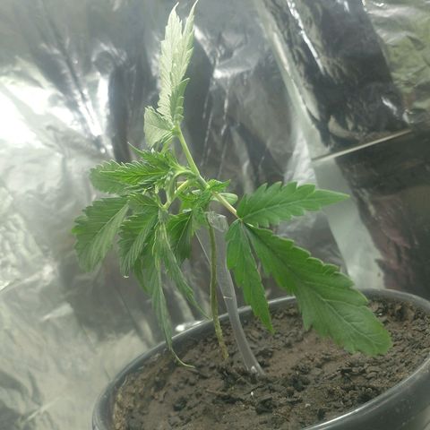 Pren  growlog timeline photo