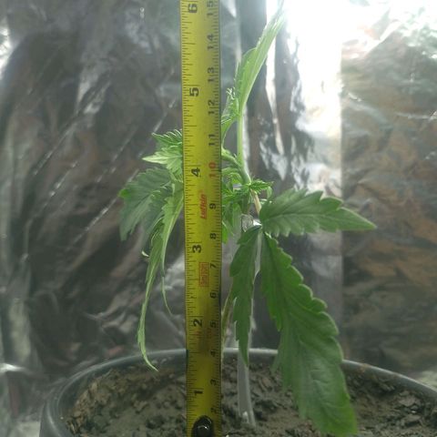 Pren  growlog timeline photo