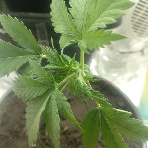 Pren  growlog photo: Poda fim