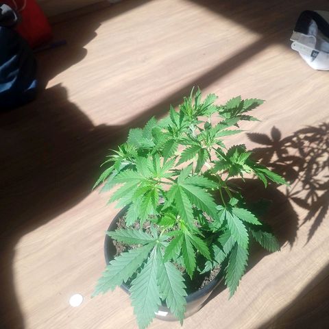 Pren  growlog timeline photo
