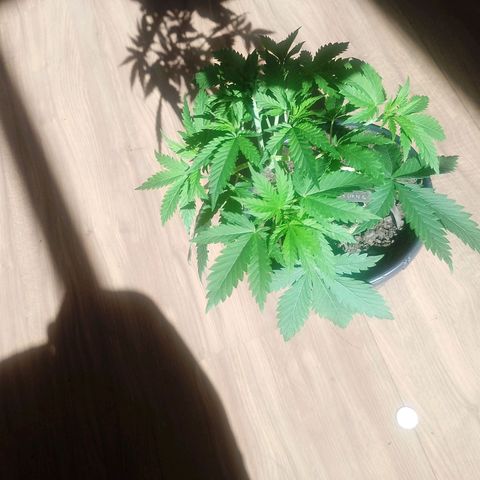Pren  growlog timeline photo