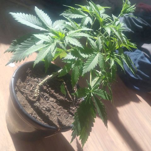 Pren  growlog timeline photo