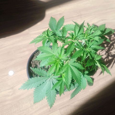 Pren  growlog timeline photo
