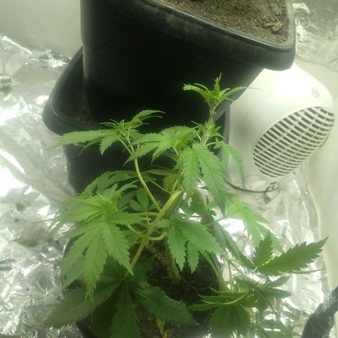 Pren  growlog timeline photo