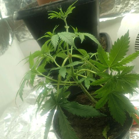 Pren  growlog timeline photo