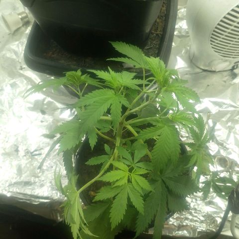 Pren  growlog timeline photo