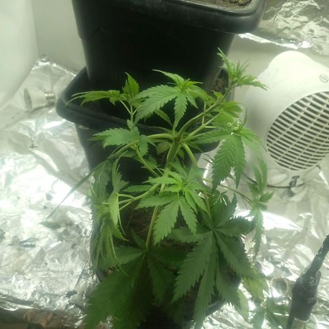 Pren  growlog timeline photo