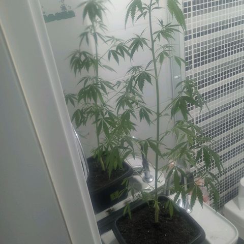 Pren  growlog timeline photo