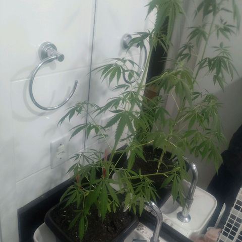 Pren  growlog timeline photo