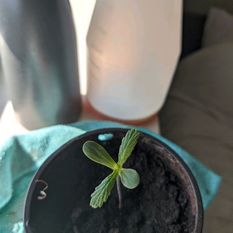Royal Dwarf growlog timeline photo