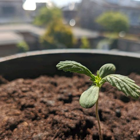 Royal Dwarf growlog timeline photo