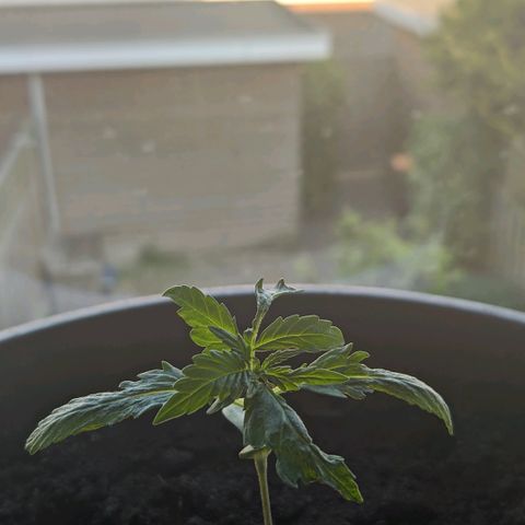 Royal Dwarf growlog timeline photo