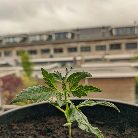 Royal Dwarf growlog timeline photo