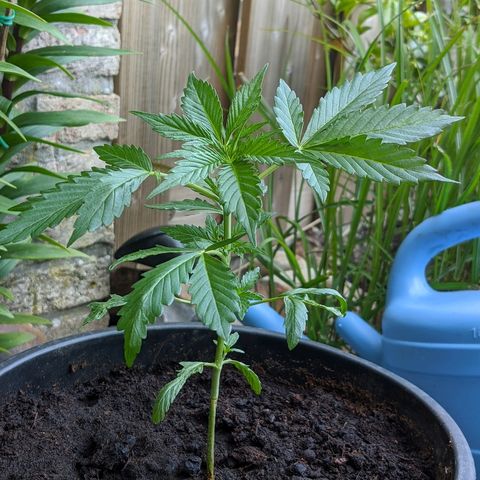 Royal Dwarf growlog timeline photo
