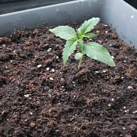 Wedding Cake Automatic growlog timeline photo