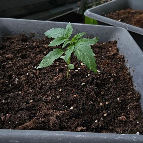 Wedding Cake Automatic growlog photo: Deutlicher übergang in die Wachstum phase und Deutlicher Fortschritt an einem Tag 