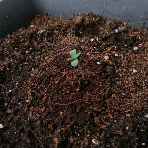 Wedding Cake Automatik 2 growlog timeline photo