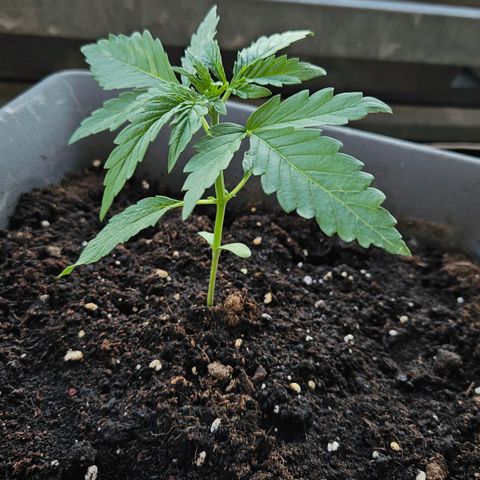 Wedding Cake Automatic growlog timeline photo