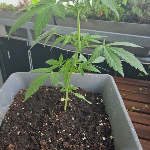 Wedding Cake Automatic growlog timeline photo
