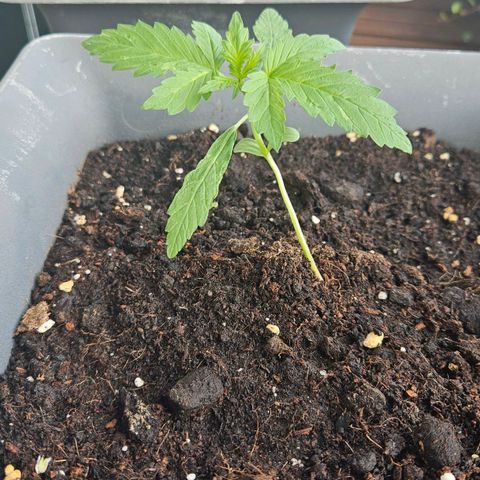 Wedding Cake Automatik 2 growlog timeline photo