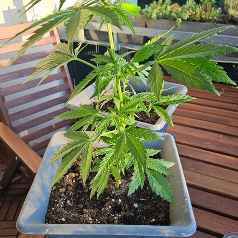 Wedding Cake Automatic growlog timeline photo