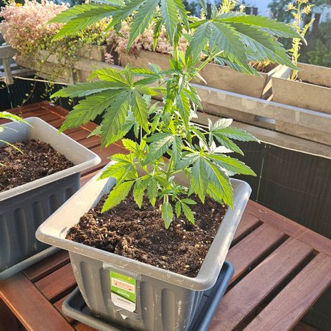 Wedding Cake Automatic growlog timeline photo