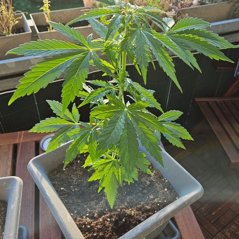 Wedding Cake Automatic growlog timeline photo