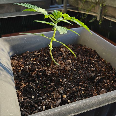 Wedding Cake Automatik 2 growlog timeline photo