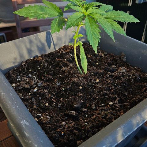Wedding Cake Automatik 2 growlog timeline photo
